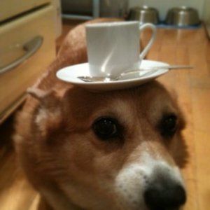 Meet your Posher, Marcus